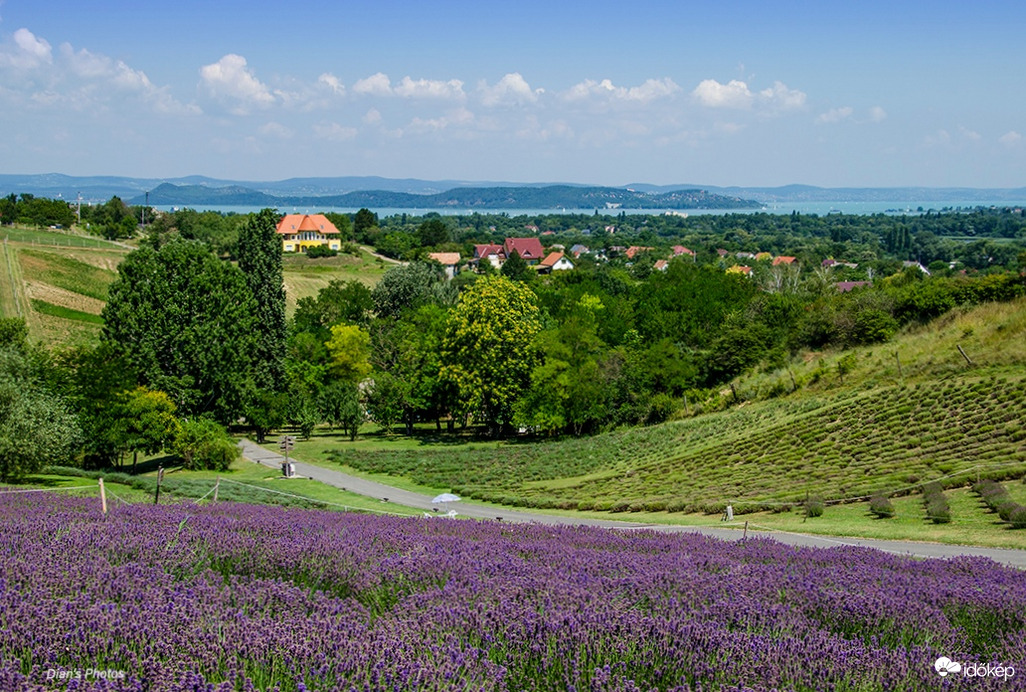 Levendulás balatoni panoráma 