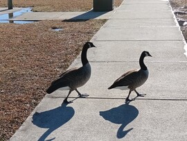 Virginia Beach