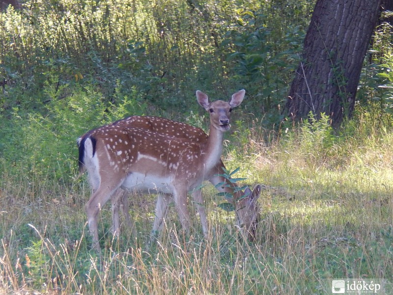 Bambi testvérei