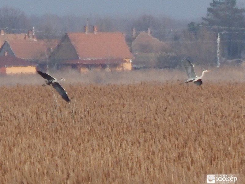 Keringő a fészek fölött