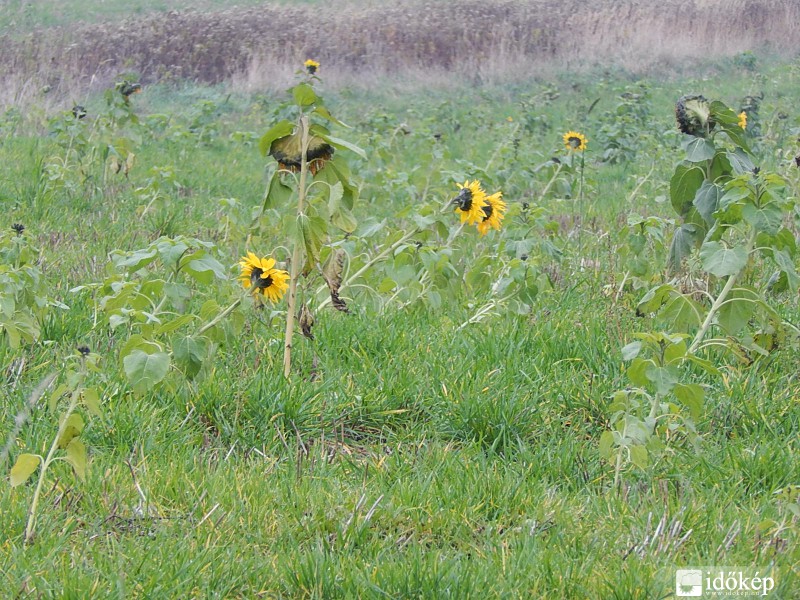 Későn érő tipus...:))