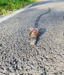 Ez a kis csiga jól elhúzta a csíkot! :) 