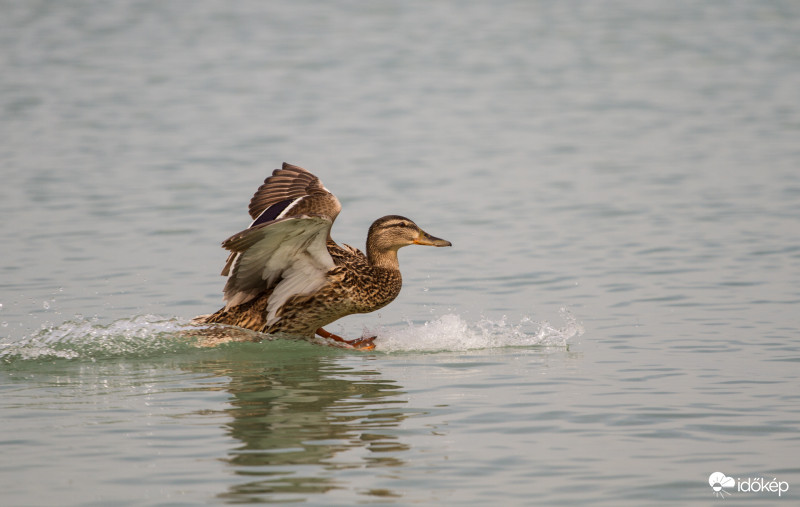 Landing