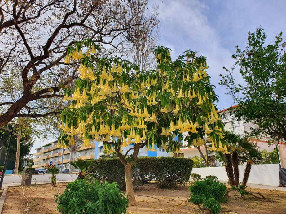 Tavira