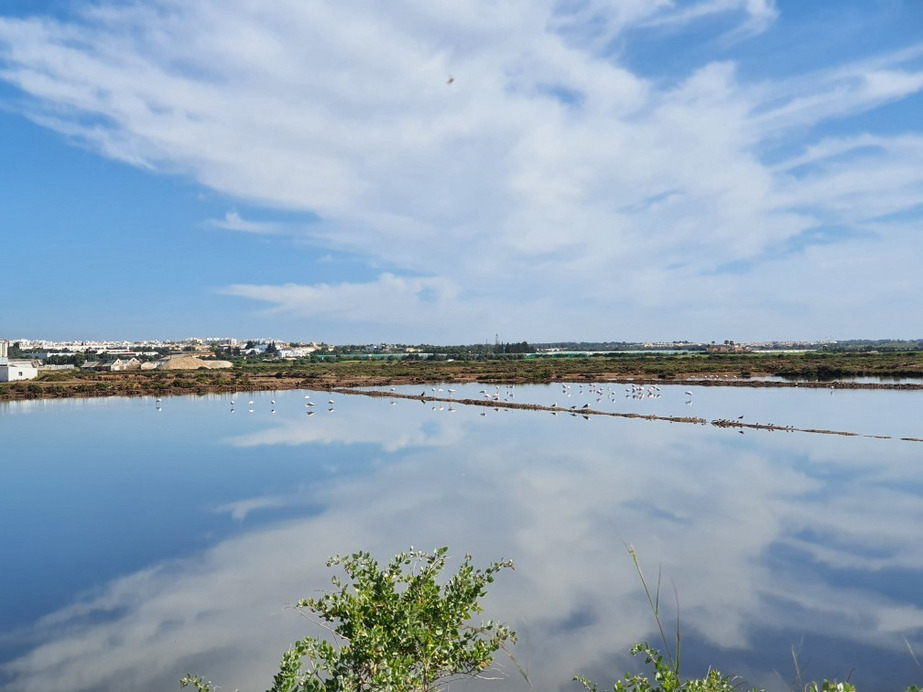 Tavira