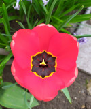 piros tulipán