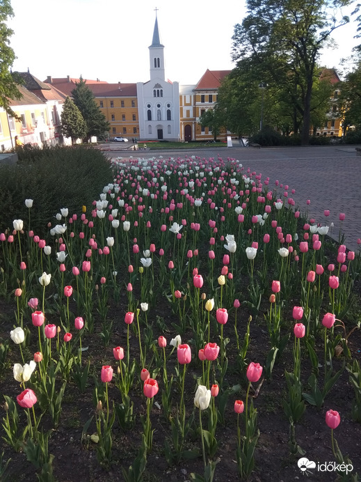 Tulipánok 