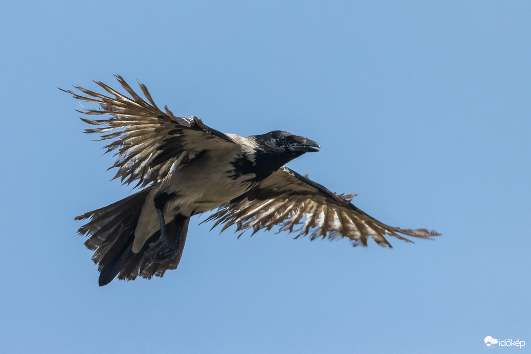 A dementor. A varázspálcám nem volt kéznél, így a patrónus bűbájt nem tudtam alkalmazni, de szerencsére nem miattam jött...