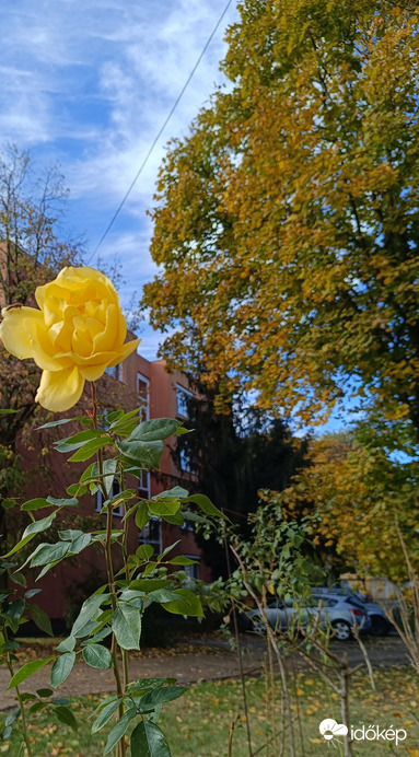 Még mindig nyílik a sárga rózsa!