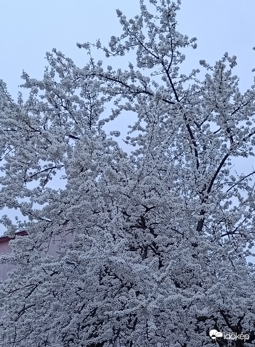 Ha nem tudnám,hogy virágzó fa,messziről gondolhatnám,hogy havas...