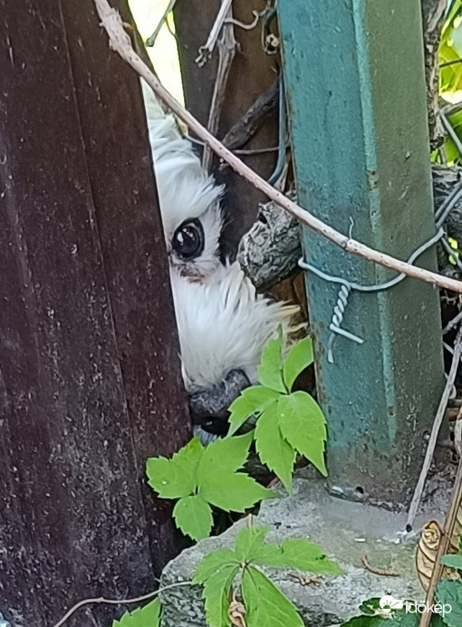 Egy kis kíváncsi kukucskáló a szomszéd kertből