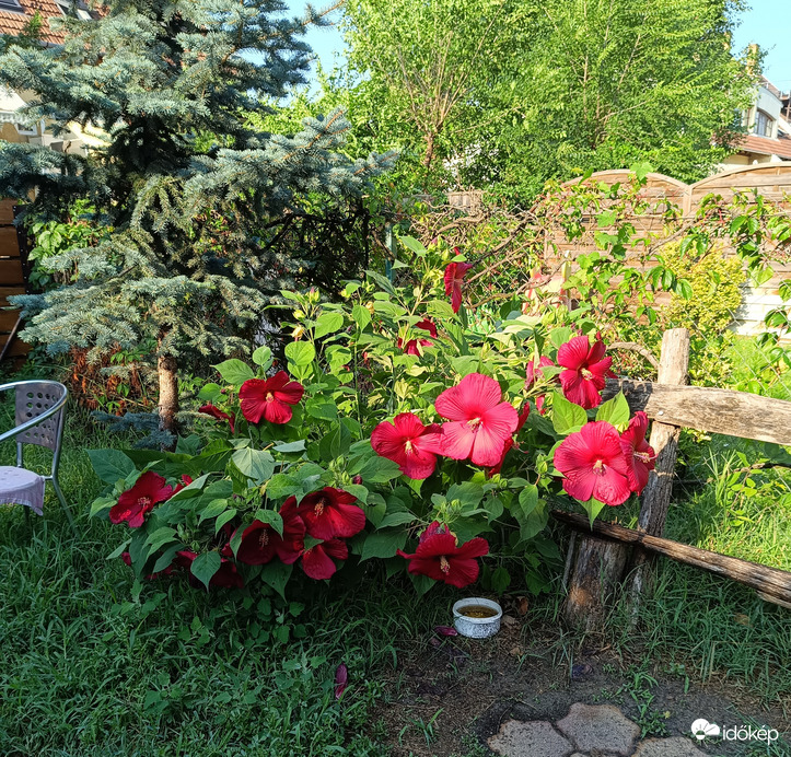 Az óriás Hibiszkuszt nem viselte meg annyira az ítéletidő!