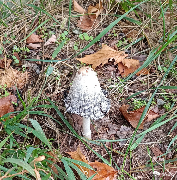 A szomszéd kis utcában láttam...