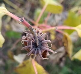 A Mocsári hibiszkuszból maradt....