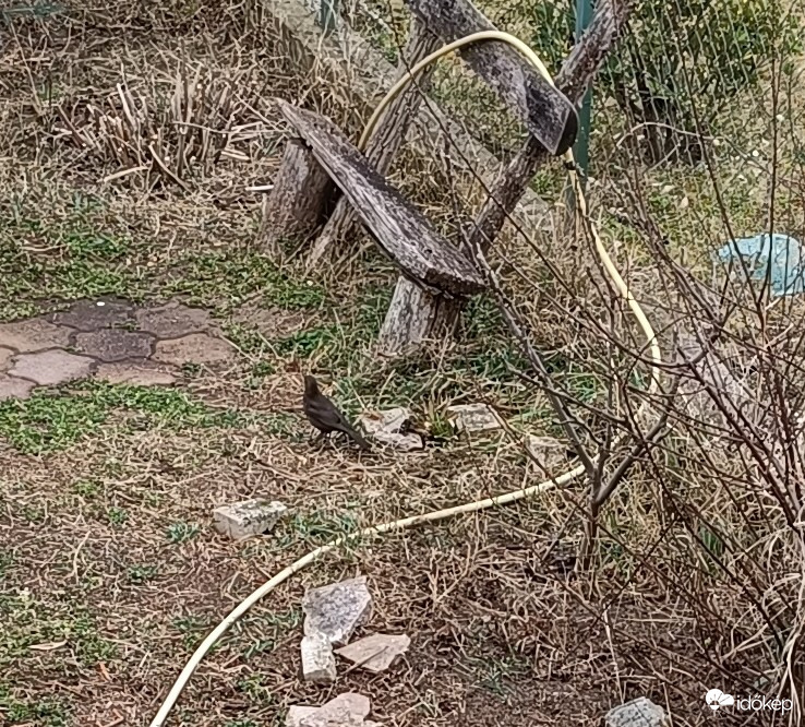 Messziről,homályosan-de látszik egy csipegető a kertben!