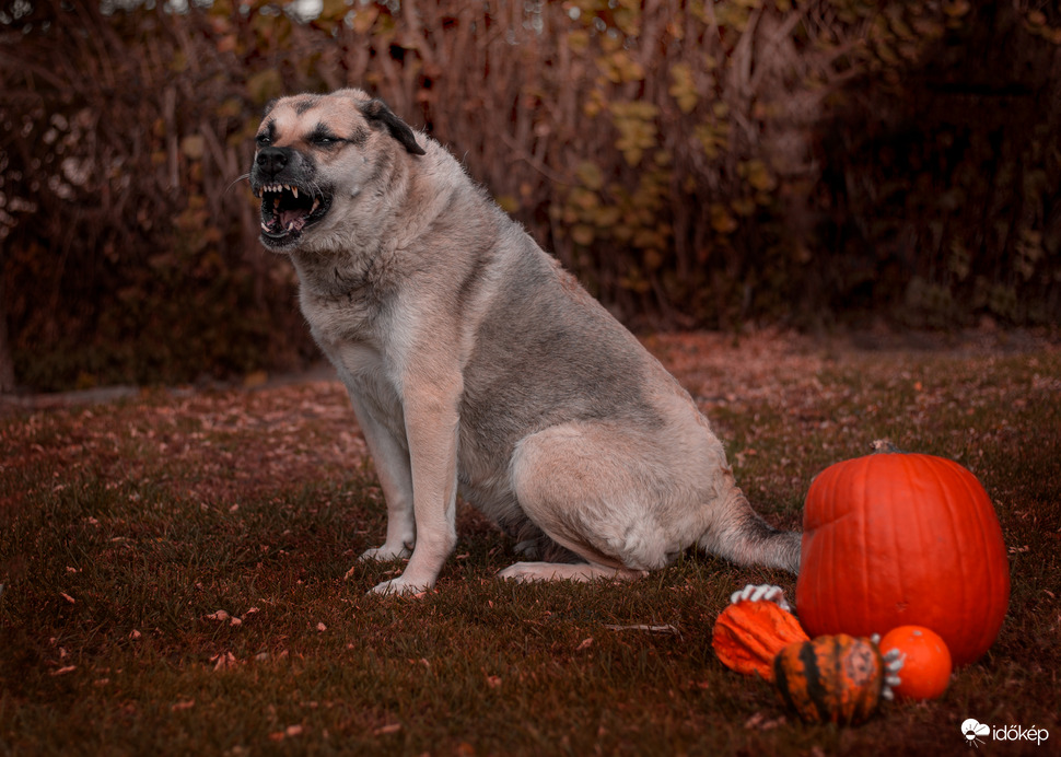 Átérzi a Halloweeni hangulatot 