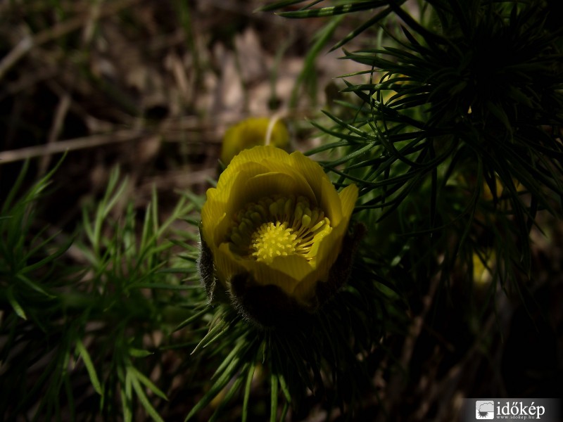 Adonis vernalis- tavaszi hérics