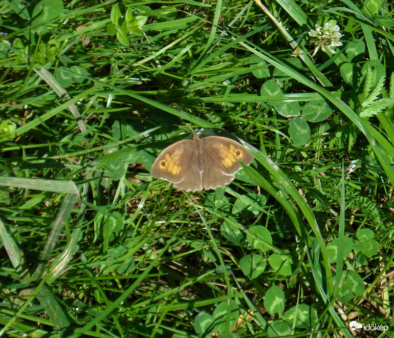 Nagy ökörszemlepke (kitárt szárnyakkal)