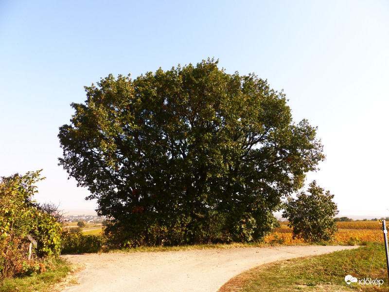 Uralkodó