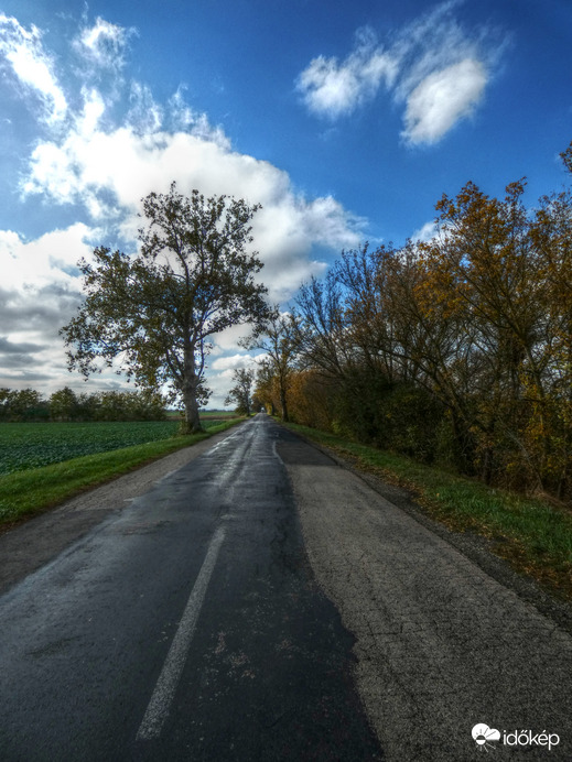 Ősz a tőzeggyári kisvasút vonalán /sínek az aszfalt alatt/