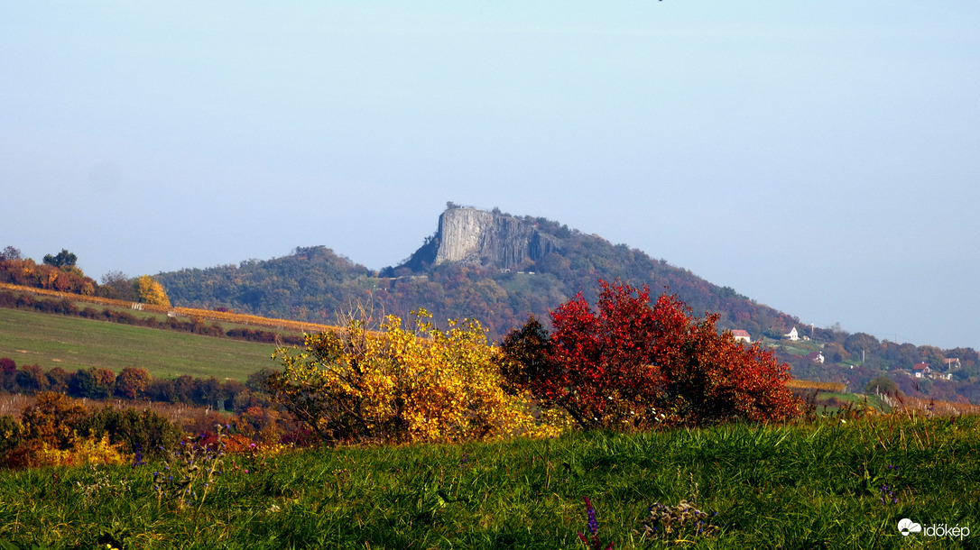 Őszi Hegyestű