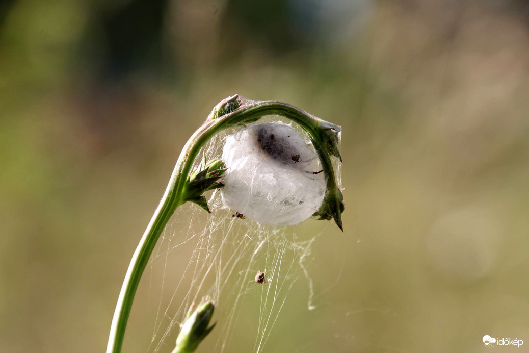 A palota