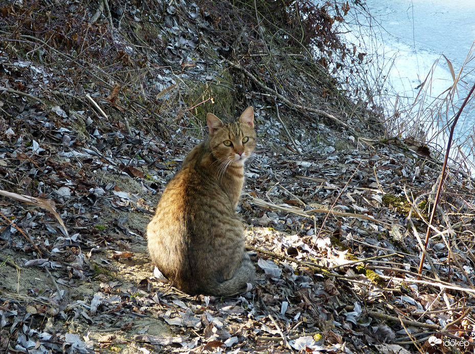 Folyóparton