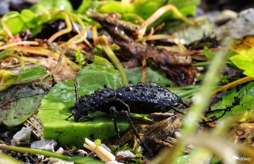 Aranypettyes futrinka