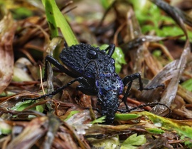 Aranypettyes futrinka